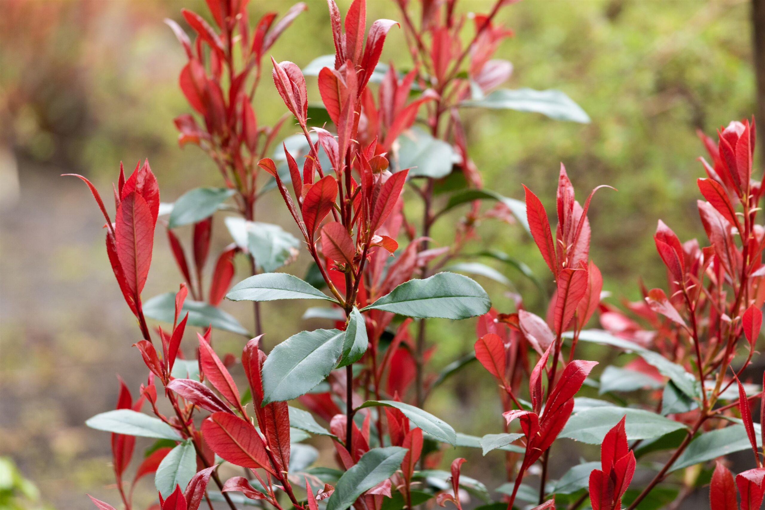 Photinia-f-Carre-Rouge-F-2 Photinia fraseri 'Carré Rouge' - Afbeelding 1