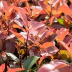 Photinia fraseri 'Red Robin'