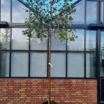 Photinia fraseri 'Red Robin' Leivorm