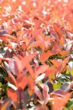 Photinia fraseri 'Red Robin' Leivorm - Afbeelding 2