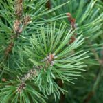 Pinus pinea