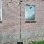 Platanus acerifolia Dakvorm