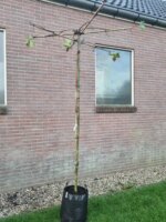 Platanus acerifolia Dakvorm