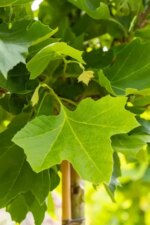 Platanus acerifolia Dakvorm - Afbeelding 2