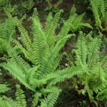Polystichum setiferum 'Herrenhausen'