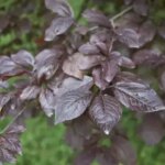 Prunus cerasifera 'Nigra'