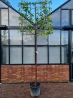 Prunus laur. 'Novita' Leivorm