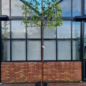 Prunus laur. 'Novita' Leivorm