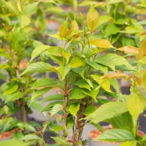 Prunus serrulata 'Amanogawa'