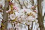 Prunus serrulata 'Amanogawa' - Afbeelding 2