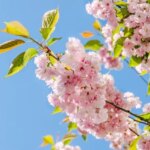 Prunus serrulata 'Kanzan'