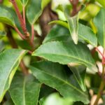 Prunus lusitanica 'Angustifolia'