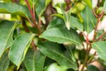 Prunus lusitanica 'Angustifoli'