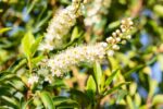 Prunus lusitanica 'Angustifoli' - Afbeelding 2