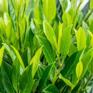 Prunus laur. Caucasica Leivorm