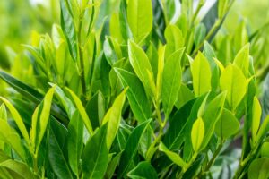 Prunus laur. Caucasica Leivorm
