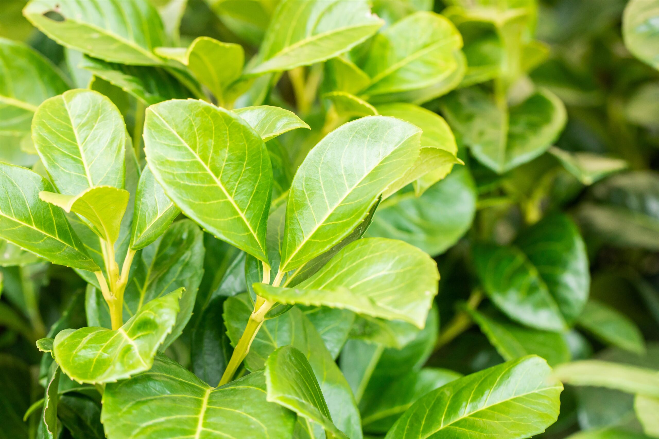 Prunus-l-Etna-2 Prunus laur. 'Etna' - Afbeelding 1