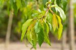 Prunus serrulata 'Kiku-shidare-zakura'