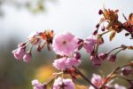 Prunus serrulata 'Kiku-shidare-zakura' - Afbeelding 2