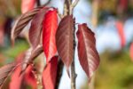 Prunus serrulata 'Royal Burgundy'