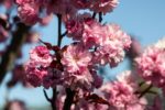 Prunus serrulata 'Royal Burgundy' - Afbeelding 2