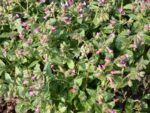 Pulmonaria Mrs. Moon