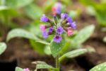 Pulmonaria Mrs. Moon - Afbeelding 2