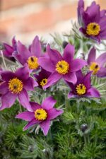Pulsatilla vulgaris