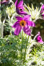 Pulsatilla vulgaris - Afbeelding 2