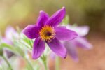 Pulsatilla vulgaris - Afbeelding 3
