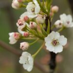 Pyrus calleryana 'Chanticleer'