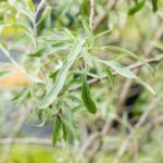 Pyrus salicifolia 'Pendula'