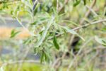Pyrus salicifolia 'Pendula'