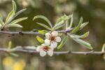 Pyrus salicifolia 'Pendula' - Afbeelding 2