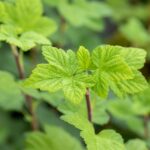 Ribes sanguineum 'King Edward VII'