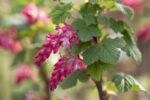 Ribes sanguineum 'King Edward VII' - Afbeelding 2
