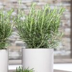 Rosmarinus officinalis