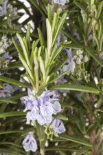 Rosmarinus officinalis - Afbeelding 3