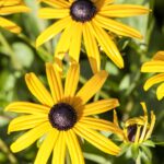 Rudbeckia fulgida 'Goldsturm'