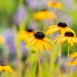 Rudbeckia fulgida speciosa