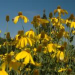 Rudbeckia nitida 'Herbstsonne'