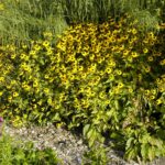 Rudbeckia triloba