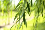Salix alba