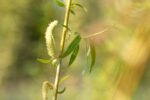 Salix alba - Afbeelding 2