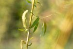 Salix alba - Afbeelding 2