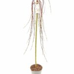 Salix caprea 'Kilmarnock'