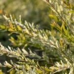 Salix integra 'Hakuro Nishiki'