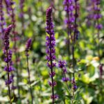 Salvia nemorosa 'Caradonna'
