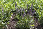 Salvia nemorosa 'Mainacht'