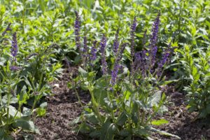 Salvia nemorosa 'Mainacht'